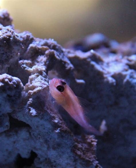 micro fish|Top Saltwater Fish IDEAS for Stocking a 5.